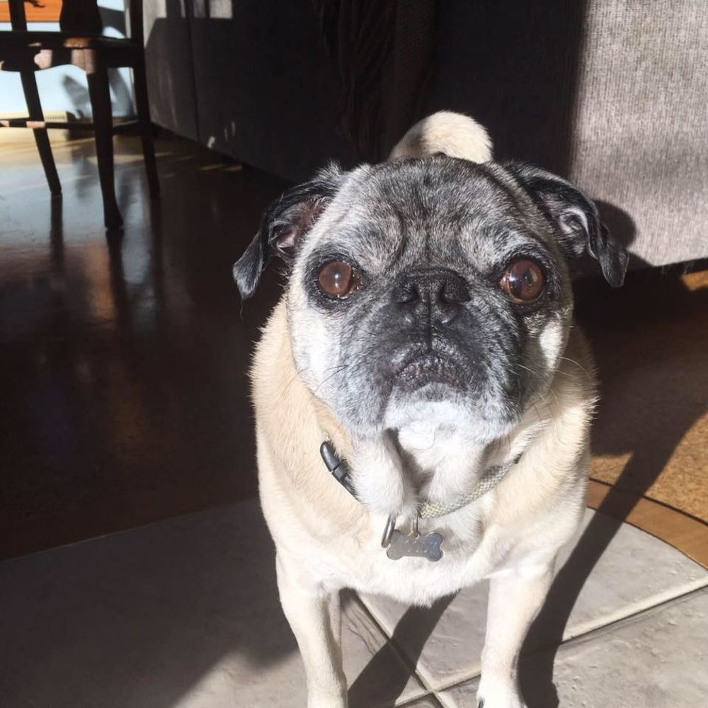 Meet your Posher, Lauren